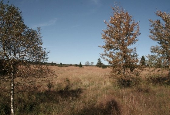 Vennlandschaft, © Tourismusagentur Ostbelgien