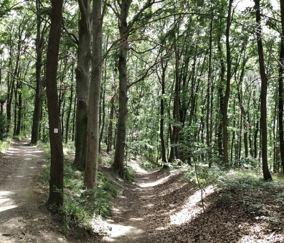 Wald von Schloss Burgau, © Kreis Düren