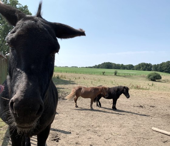 Esel und Ponys im Wurmtal, © StädteRegion Aachen