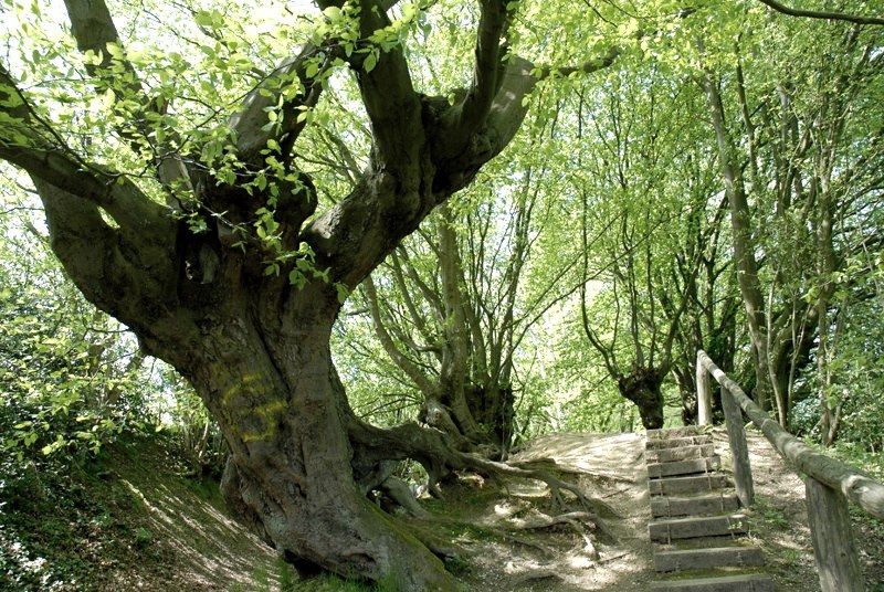 Kopfbuchen Aachener Wald, © Andrea Borowski