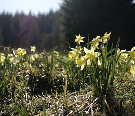 Narzissenwiese, © Nationalpark Eifel //  M. Menninghaus