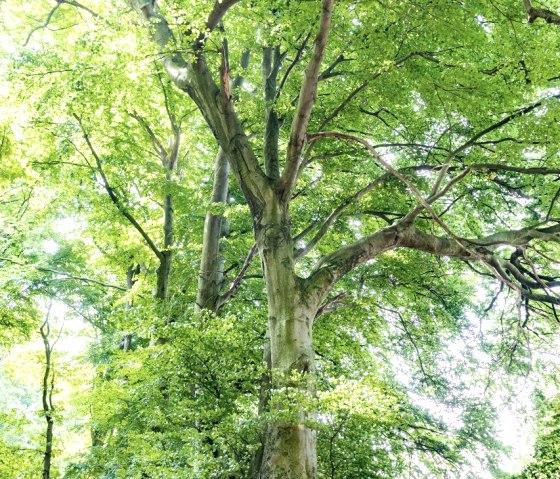 Aachener Wald, © Eifel Tourismus GmbH