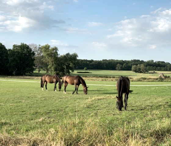 Pferde grasen am Weg, © StädteRegion Aachen