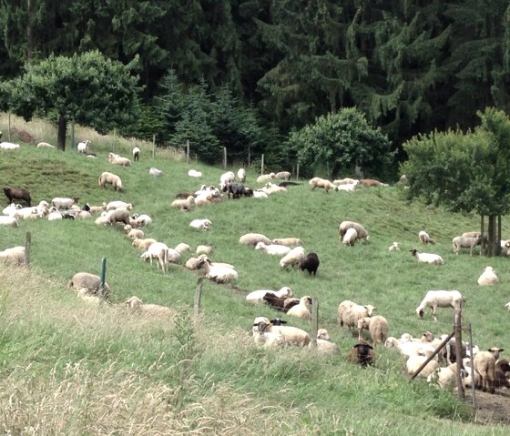 Beaver streams Eifel forests (themed tour 1), © Community