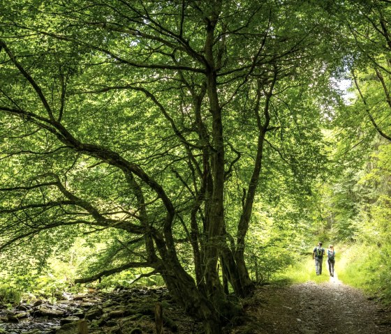 Tiefenbachtal, © Eifel Tourismus GmbH