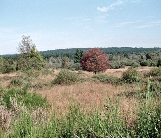 High Fens Nature Park