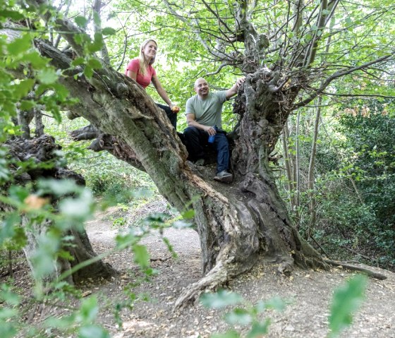 Alte Buchen am Aachener Landgraben, © Eifel Tourismus GmbH