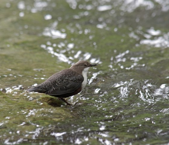 Wasseramsel, © Biologische Station Kreis Düren