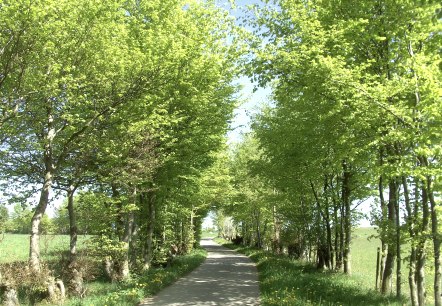 Monschauer Heckenlandschaft, © Günther Scheid