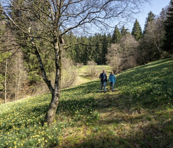 Narzissenblüte am Perlenbachtal, © Eifel Tourismus GmbH