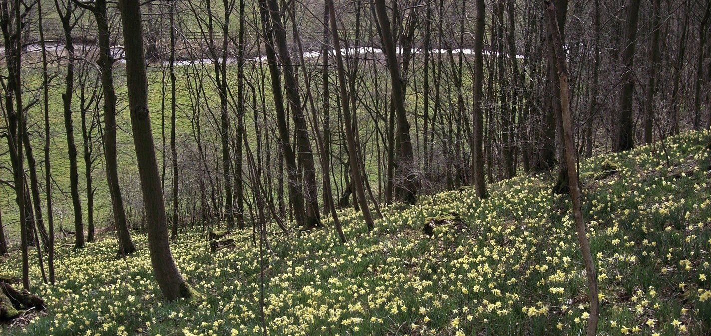 Valley of flowers, © Tourismusagentur Ostbelgien