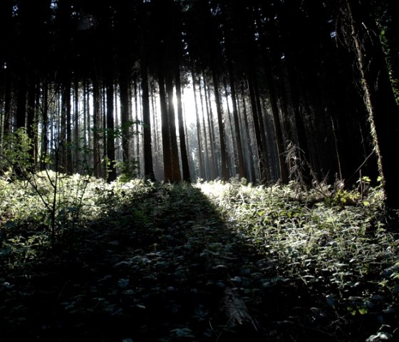 Aachener Wald, © Andrea Borowski
