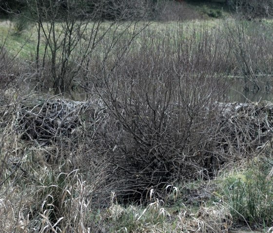 The beaver has built several dams on the Püngelbach., © Biologische Station StädteRegion Aachen e.V.