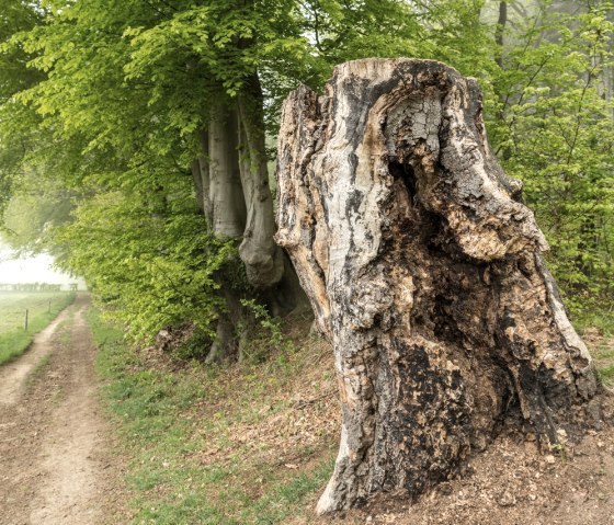 Aachener Wald, © StädteRegion Aachen