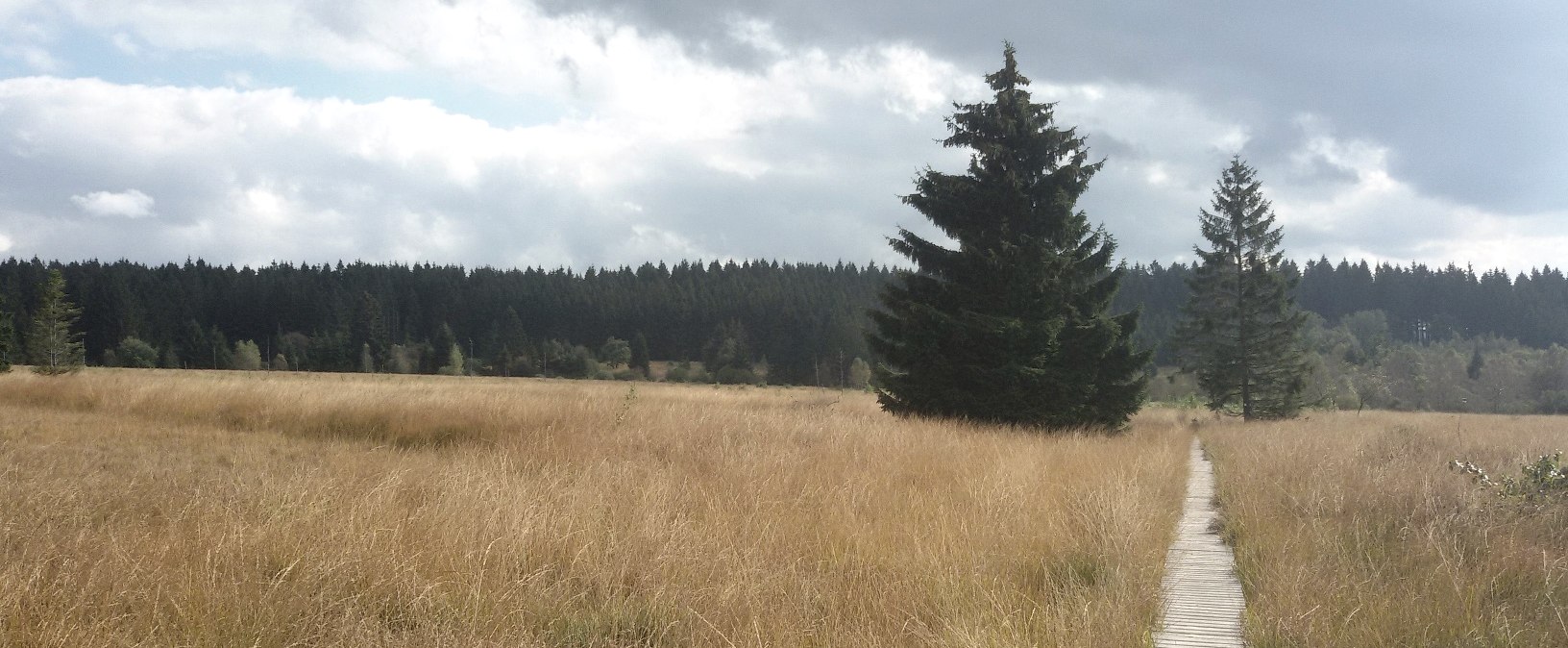 Steg im Hohen Venn, © StädteRegion Aachen