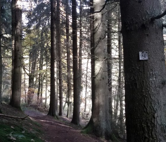 Waldpfad am Belgenbach, © StädteRegion Aachen