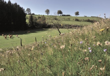 Hochgelegenes Land - Weywertz, © Tourismusagentur Ostbelgien