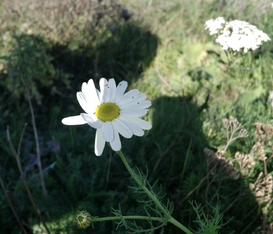 Wildblumen am Bovenmeer, © Outdooractive Redaktion