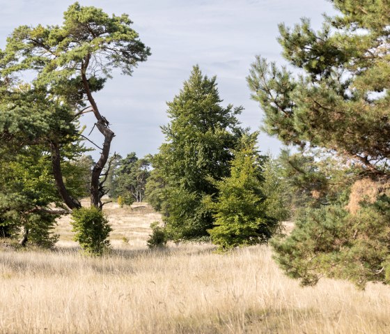 FFH Schlangenberg, © Eifel Tourismus GmbH