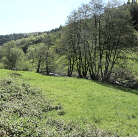 Bachaue Eifel, © StädteRegion Aachen