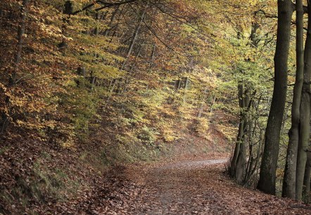 Herbst im Nationalpark Eifel