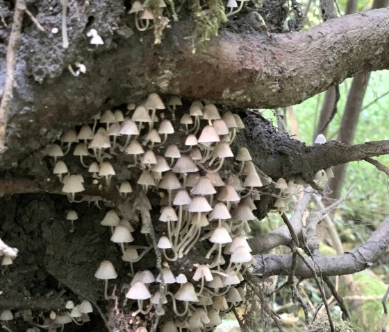 imposante Pilzformationen auf dem Weg, © StädteRegion Aachen