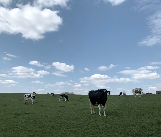 grasende Kühe auf der Weide, © StädteRegion Aachen