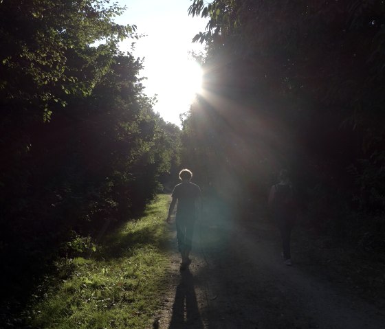 Wanderwege Sophienhöhe, © Entwicklungsgesellschaft indeland GmbH