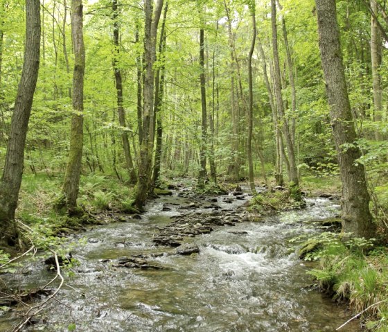 Am Wüstebach sollen sich wieder Auwälder entwickeln., © Nationalparkverwaltung Eifel