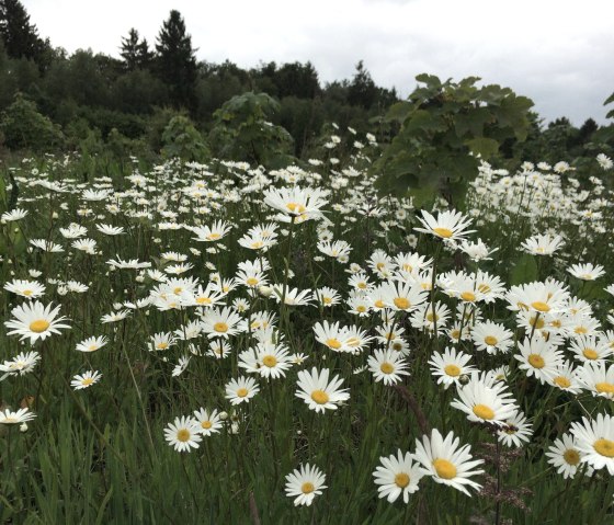 Grenzroute 7: Orsbach - Kulturlandschaft, Naturschutz, sanfte Energie, © Community