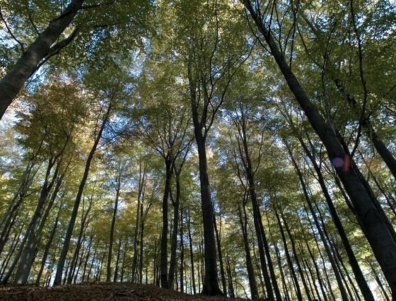 Wald im Nationalpark, © A. Simantke