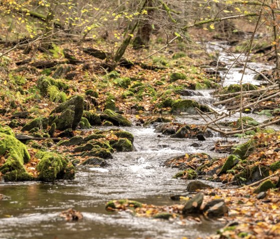 Schrauffweg Püngelbach, © Eifel Tourismus GmbH