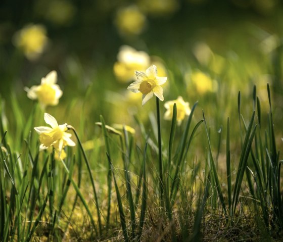 Narzissenblüte am Perlenbachtal, © StädteRegion Aachen