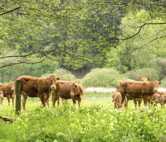 Rinder im Rurtal, © StädteRegion Aachen