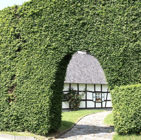 House hedge