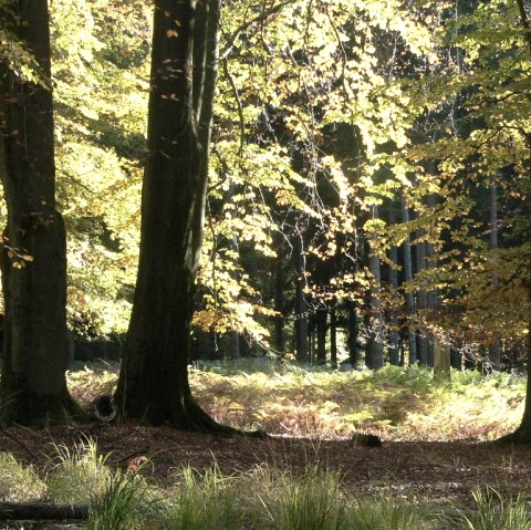 Hertogenwald, © Roger Herman