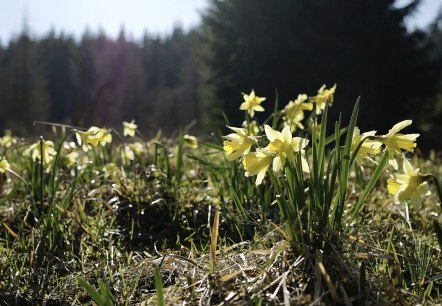 Narzissenwiese, © Nationalpark Eifel //  M. Menninghaus