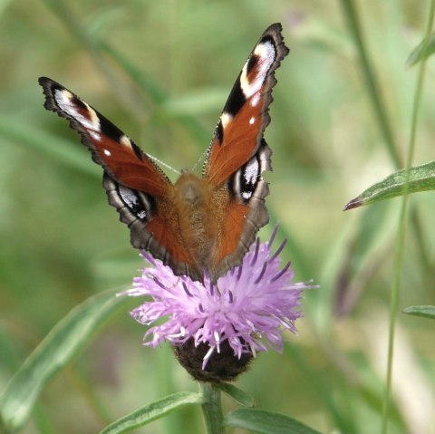 Blumenpracht im Fuhrtsbachtal, © Bernd Läufer