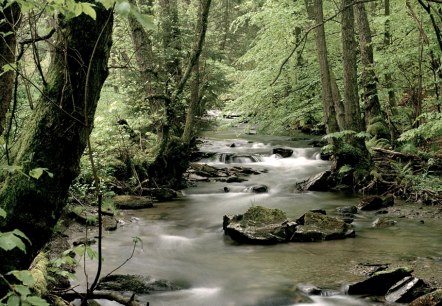 Der Wüstebach im Nationalpark Eifel., © Nationalparkverwaltung Eifel