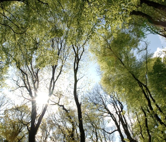 Aachener Wald, © Andrea Borowski