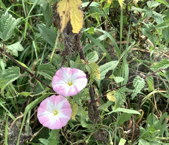 everything blooms and grows, © StädteRegion Aachen