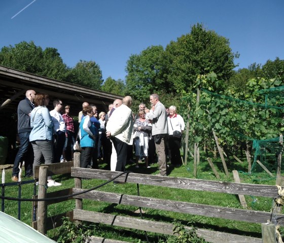 Wittemer Wijngaard Wahlwiller, © Visit Zuid Limburg