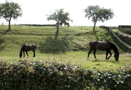 Pferdeglück in Orsbach, © Andrea Borowski