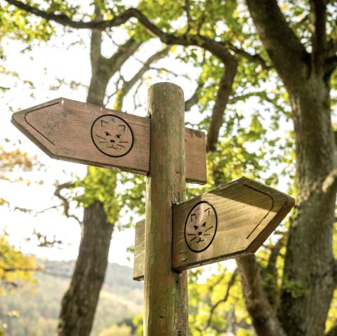 Wildnistrail , © Dominik Ketz, Eifel Touristik GmbH 
