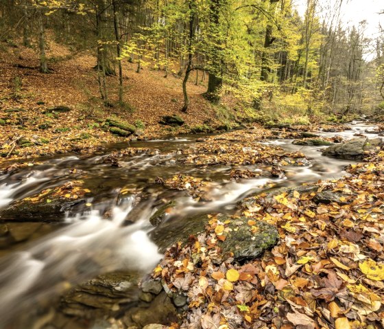 Schrauffweg Püngelbach, © Eifel Tourismus GmbH