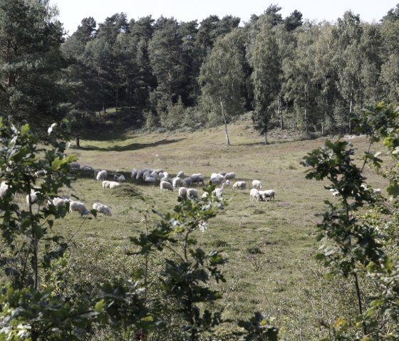 Tierische Landschaftspflege in der Heidelandschaft, © StädteRegion Aachen