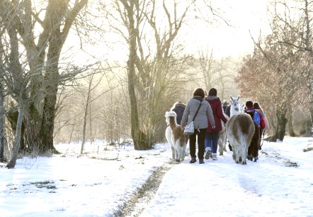 Wanderung mit den Lamas, © Loni Liebermann