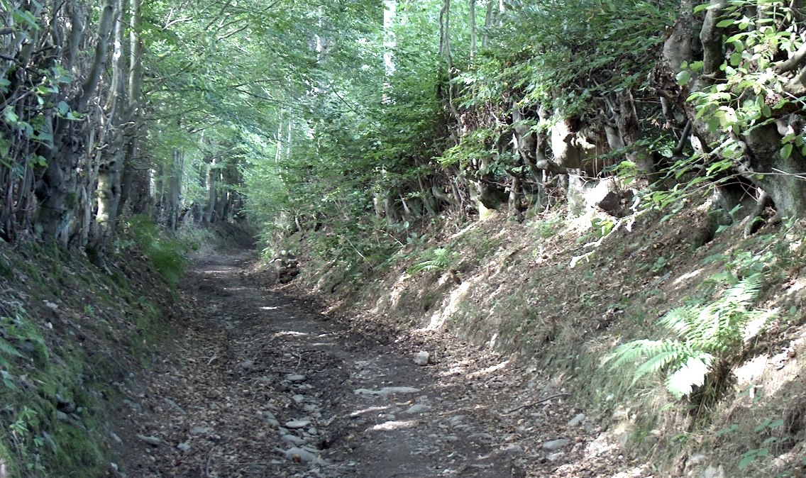 romantischer Hohlweg, gesäumt von alten knorrigen Hecken, © StädteRegion Aachen