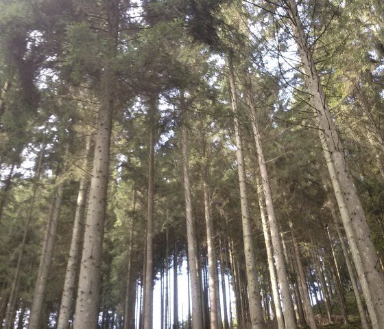 Conifers in the Warche valley, © StädteRegion Aachen