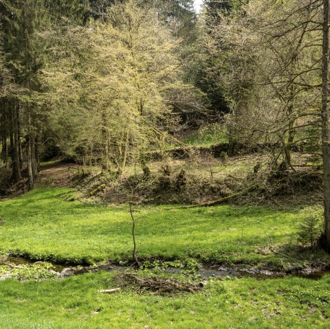 Belgenbachtal, © Grünmetropole